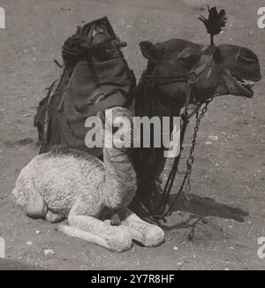 Ein Baby aus der Wüste, Ägypten. 1907 Vintage-Foto von zwei Dromedarkamelen Stockfoto