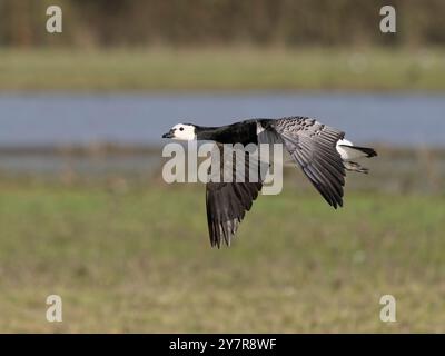 Barnacle Goose (Branta leucopsis) im Flug bei WWT Slimbridge. Stockfoto