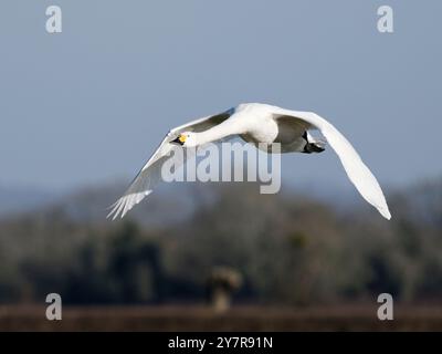 Bewick's Swan (Cygnus columbianus bewickii) im Flug in der WWT Slimbridge. Stockfoto