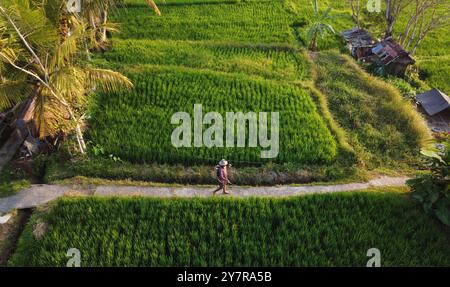 Bali, Indonesien - 29. Oktober 2023: Reisbauern, Bottom, sprüht Herbizid auf einem Reisfeld in Ubud, Bali Island. Stockfoto