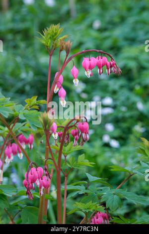 Lamprocapnos spectabilis, blutendes Herz, asiatisches blutendes Herz, blutende Herzen Dicentra spectabilis, herzförmige, lila-rosa-weiße Blüten Stockfoto