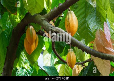 Theobroma Cacao, Kakaobaum, gelbe Früchte, die Kakaobohnen enthalten, Kakaobaum, Stockfoto