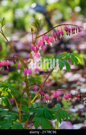 Lamprocapnos spectabilis, blutendes Herz, asiatisches blutendes Herz, blutende Herzen Dicentra spectabilis, herzförmige, lila-rosa-weiße Blüten Stockfoto