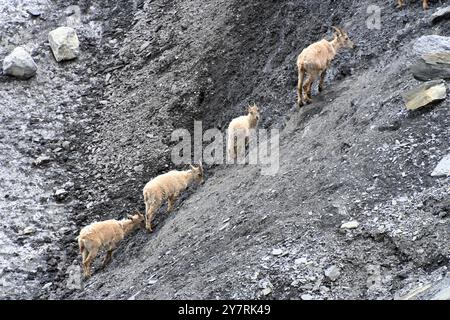 Row or Line of Young Alpine Steinbocks oder Steinböcke, Capra Steinbock, Climbing Scree Slope im Nationalpark Mercantour France Stockfoto