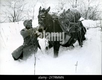 PL 52072 US-SOLDATEN FÜHREN PUTZLAPPEN AUF VERSCHNEITE ELSÄSSISCHE FRONT Private Lather Moon of Alexander, Alabama, ein Mitglied der 7. US-Armee, führt ein mit Vorräten beladenes Armeepackltier durch knietiefen Schnee irgendwo entlang der amerikanischen Front im Elsass, Frankreich. Oberstes Hauptquartier Alliierter. Die Expeditionstruppen berichteten am 11. Februar 1945, dass Truppen der Siebten Armee etwa 12 Meilen nördlich von Straßburg mit deutschen Truppen in einem Vorstoß in Richtung Rhein bei Drusenheim, Frankreich, kämpften. Planetenfoto 16290 Stockfoto