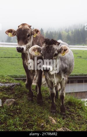 Nahaufnahme Porträt von zwei Kühen auf bedecktem Hügel Stockfoto