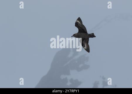 Braune Skua oder antarktische Skua - Stercorarius antarcticus im Flug Stockfoto