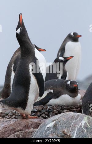 Gentoo-Pinguine - Pygoscelis papua in einer Kolonie auf Petermann Island, Antarktische Halbinsel Stockfoto