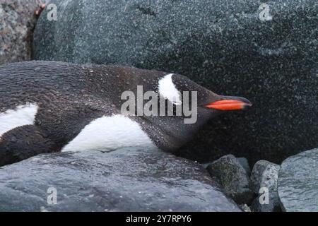 Gentoo Pinguin - Pygoscelis papua schläft auf Petermann Island, Antarktische Halbinsel Stockfoto