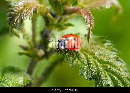 Siebenfleckiger Marienkäfer (Coccinella septempunctata) Nahaufnahme einer Pflanze Stockfoto