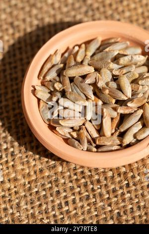 Roggenkörner in Terracotta Bowl, Secale cereale Stockfoto