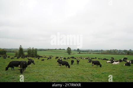 Bisher unveröffentlichtes Foto vom 10/24 von Milchkühen auf Garrett O'Brien's Farm in Annacarty, Co. Tipperary. Garrett hat 200 Kühe auf seiner Farm, die seit Generationen in seiner Familie ist. Bilddatum: Dienstag, 1. Oktober 2024. Stockfoto