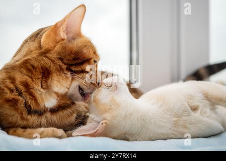 Eine bengalische Katze und ein burmesisches Kätzchen liegen nebeneinander. Zwei Katzen ruhen am Fenster. Stockfoto