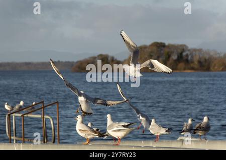 Eine Herde von nicht brütenden Schwarzkopfmöwen oder Chroicocephalus ridibundus oder Lachmöwen im Wintergefieder im Killarney National Park, Irland Stockfoto