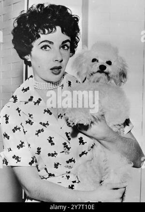 EIN PUDELSCHNITT FÜR IHRE REISE NACH LONDON... 17.2,52. Elizabeth Taylor macht sich heute Abend allein auf die 6.000 Meilen lange Reise von Hollywood, die in einer "ganz schönen Hochzeit" mit dem britischen Filmschauspieler Michael Wilding endet. Elizabeth sagte Freunden, dass die Hochzeit, die nun später in dieser Woche stattfinden soll, wahrscheinlich in einem Kassenbüro stattfinden würde. Nur ein paar enge Freunde werden da sein. Herbert Wilcox, der Michael Wilding zum Star gemacht hat, wird der beste Mann sein. Michael Wilding verschwand gestern zum "ruhigen Wochenende" ins Land. I.N.P. FOTOSHOWS: Das Bild wurde gerade von Hollywood-Shows empfangen Stockfoto