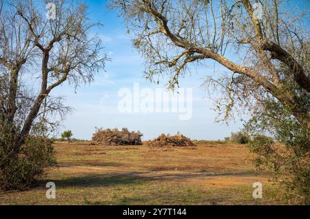 Sterbende und tote und erkrankte reife Olivenbäume, die durch Xylella fastidiosa getötet wurden, ein tödliches Bakterium, das von Insekten aus Costa Rica getragen wird. Oliv Stockfoto