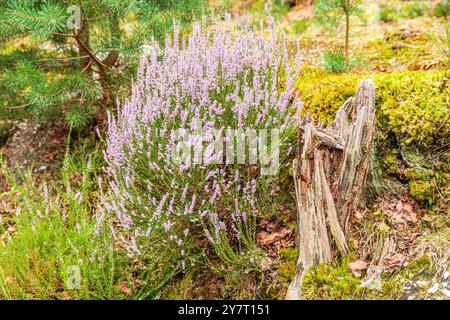 Common Heather Calluna vulgaris (L.) Hull bei einem alten Baumstumpf auf Brownsea Island in Poole Harbour, Dorset, England, Großbritannien Stockfoto