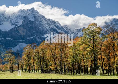 Die herbstlichen Ahornbäume auf dem großen Ahornboden vor schneebedeckten Felswänden und einem Wolkenband über den Gipfeln des Karwendels Stockfoto