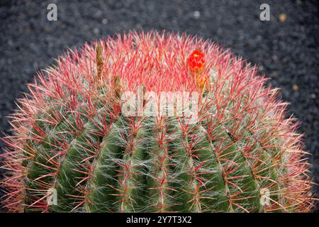 Fire Barrel Cactus, Ferocactus gracilis, Cactaceae. Mexiko, Baja California. Jardin de Cactus, Guatiza, Lanzarote, Kanarische Inseln, Spanien. Stockfoto