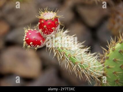 Feigenkaktus, Opuntia littoralis, Cactaceae. Mexiko, Kalifornien Baja. Jardin de Cactus, Guatiza, Lanzarote, Kanarische Inseln, Spanien. Stockfoto