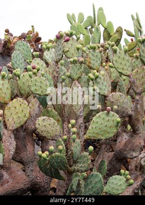 Feigenkaktus, Opuntia Robusta, Cactaceae. Mexiko. Jardin de Cactus, Guatiza, Lanzarote, Kanarische Inseln, Spanien. Stockfoto