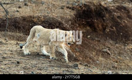 Ein niedliches Löwenjunges, das spaziert. Der asiatische Löwe ist eine Unterart von Löwen, die in Indien gefunden wird. Er hat eine markante Mähne und einen gelbbraunen Mantel. Stockfoto