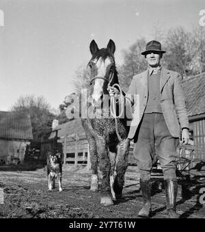 ÄLTESTES PFERD Großbritanniens und wahrscheinlich das älteste Pferd der Welt ist der vierzigjährige Prinz, Bay Horse von sechzehn Händen, hier gezeigt, wie er von der Morgenübung mit Mr. J Brimble, Bailiff of Home Farm, Tyntesfield, Somerset und dem Anwesen von Lady Wraxall hereinkommt. Prince ist immer noch in bester Gesundheit. Er ist vor zwei Jahren von der aktiven Landarbeit zurückgezogen. 6. Dezember 1950 Stockfoto