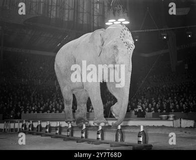 PICCOLO ' SCHLÄGT DIE FLASCHE kein Nutzen es diesen Trick mit einem Weihnachtsüberhang zu versuchen , aber PICCOLO der Elefant zeigt eine wunderbare Szene der Balance bei der Aufführung des sensationellen Flaschenwandertricks bei der Bartram Mills Circus-Probe in Olympia , London . Piccolo und viele andere Acts begeisterten die sechstausend Kinder , die zur Show eingeladen wurden . 18. Dezember 1950 Stockfoto