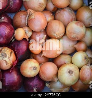Rote und gelbe Zwiebeln. Vollbild. Nahaufnahme Stockfoto