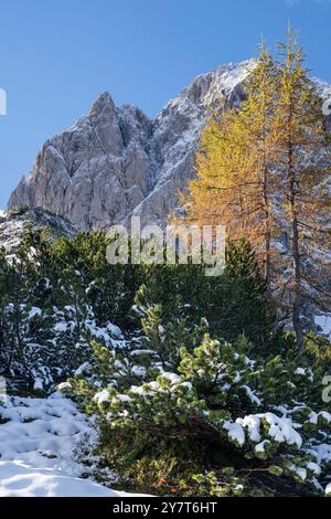 Blick vom westlichen Lamsenjoch auf herbstliche Lärchen und Kiefern vor der schneebedeckten Felswände der Lamsenspitze, Tirol, Österreich Stockfoto