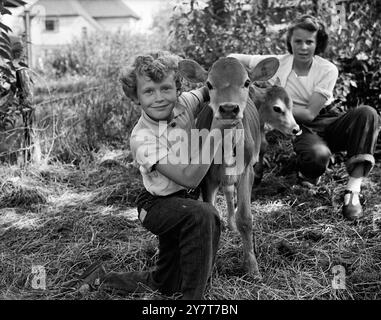 Jersey-Kälber, Chiddingstone, Kent, mit Mitzi Quirk und Shirley Scutt. Aufgenommen von John Topham, 17. Juli 1955 Stockfoto