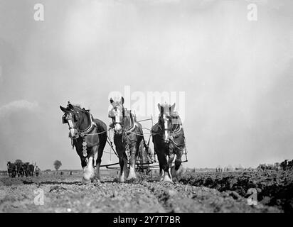 Pflügen Match, Gravesend, Kent. Eine Serie von John Topham, 9. Oktober 1950 Stockfoto
