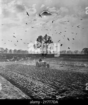 Möwen auf der Royal Farm in Windsor, Berkshire. Ein Erlebnis von Möwen, Pflügen, Eichen und Himmel, der zu dieser Zeit im gesamten Südosten Englands bekannt ist. Aufgenommen von Kent Fotograf John Topham. 24. Februar 1952 Stockfoto