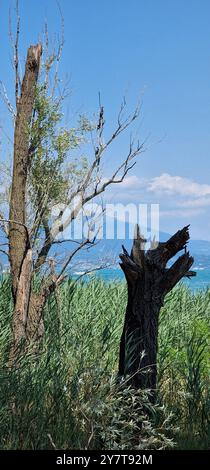 Bäume und Schilf entlang des Ufers des Gardasees in Italien in der Nähe des Ortes Sirmione Stockfoto