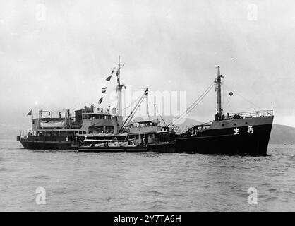 DIE NAVY BRINGT BRITISCHES SCHIFF NACH HONGKONG NACH DER RETTUNG DER „ALTMARK“ am 19. Mai 1950 vom Zerstörer Cossack (1710 Tonnen), dem Anführer der 8. Zerstörerflottilla, aus der nationalistischen Besetzung Chinas gerettet, erreichte das britische Handelsschiff Ethel Moller (564 Tonnen), begleitet von der Fregatte Whitesand Bay, Hongkong. An Bord der Ethel Moller befanden sich etwa 150 chinesische nationalistische Soldaten, darunter zwei Generäle, eine Reihe von Verwundeten und einige Frauen und Kinder. Die Ethel Moller, die vermisst wurde, nachdem sie mehr als zwei Monate zuvor von einem chinesischen nationalistischen Kanonenboot „gefangen genommen“ wurde, wurde überrascht, wie sie war Stockfoto