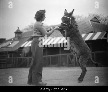 PYGMY MARIE KANN SICH am 20. Mai 1950 BEHAUPTEN, obwohl sie schwach ist, Marie, die Pygmy Eselin, kann sich (mit Unterstützung von Peggy Mann) in der Children's Corner des london Zoo für sich selbst einstehen, wo sie „nur zur Show“ steht. Marie, zusammen mit zwei anderen kleinen Eseln, Jack und Keith, wurde im Austausch vom Zoo Zagreb in Jugoslawien empfangen. Obwohl sie ausgewachsen ist, steht sie nicht höher als 30 cm an der Schulter. Die Esel, drei der kleinsten, die je im Kinderzoo gesehen wurden, sind zu zerbrechlich, um sich zu reiten. Aber wie sie reden können, sagen die Wächter, dass man das Flehen hören muss, um zu glauben Stockfoto