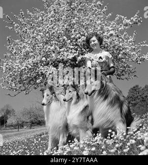 SPRING BEAUTIES Orchard in Springtime war die Kulisse für Mrs Hazel Collins aus Saltford (Somerset) und ihre drei Rough Collies, Burd of Ladypark, Rose of Ladypark und Ugonys Golden Son 'O Lad of Riffelsee. 15. Mai 1950 Stockfoto