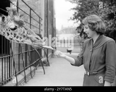 DER LANGE REACH 7. Mai 1950, der von Gittern der Verwendung des Instruments beraubt wurde, gab ihm zu diesem Zweck - seinen langen Hals - Anthony, Giraffe des Bristol Zoo, benutzte seine herrlich lange Zunge, um den Keks zu Kosten, den ihm die junge Dame auf diesem Bild angeboten hat. Anthony ist nur noch ein Junge, aber schon fast halb erwachsen. Stockfoto