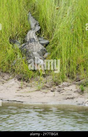 Nilkrokodil (Crocodylus niloticus), wildes adultes Tier ruht mit offenem Mund in grünem Gras vor dem Wasser. Chobe-Nationalpark, Botswana Stockfoto