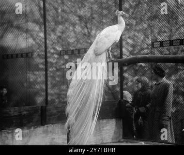 REGAL COMMONER 17 April 1950 Aloofly würdevoll und ganz darauf vorbereitet zu zeigen, dass er nicht so niedrig in der sozialen Skala ist, wie Zoologen ihn als diesen Common Peafowl bezeichnen, der sein prächtiges Gefieder im Londoner Zoo zeigt. Der Brillian Peafowl der White Varieté stammt aus Indien und Ceylon. Stockfoto