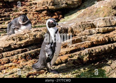 Afrikanischer Pinguin oder Eselpinguin oder Spheniscus demersus oder Kappinguin in der Kolonie Boulders Beach in Simons Town, Südafrika Stockfoto