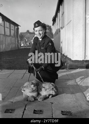 Zwei sechs Wochen alte Lion Cubs, Cherry und Pamela, verließen London in einem B.O.A.C. Stratocruiser nach Montréal, Kanada. Sie werden vom Direktor des Barry Island Zoo, Glamorgan, in dem sie geboren wurden, in den Calgary (Alberta) Zoo geschickt. DAS BILD ZEIGT:- die Löwenjungen Flugreisenden - Cherry und Pamela, zusammen mit B.O.A.C Stewardess FAITH SISMAN aus Bayswater, London, die die beiden Jungen während der Überfahrt am Londoner Flughafen übernimmt. 5. November 1950 Stockfoto