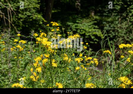 GELBE BLÜTEN VON CREPIS BIENNIS AUF EINER WIESE Stockfoto