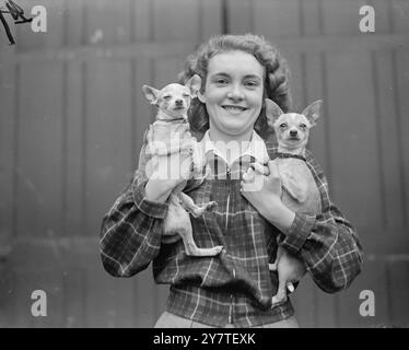 WENIG - ABER GUT Sie mögen zu der kleinsten Rasse gehören , aber diese beiden Chihuahuas sind eine Quelle des Stolzes für Miss JULIE WELLS auf der Cruft's Dog Show , Olympia , London . Sie sind DONA SOL VON BELAMIE (links) und TIZOC VON BELAMIE und gehören der Mutter von Miss Wells , Frau . D. Wells aus Acton , London . Dies war der zweite und letzte Tag der Show . 10. Februar 1950 Stockfoto