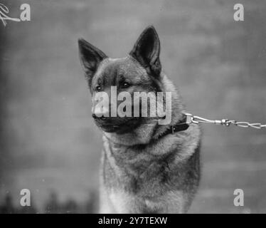 DER SIEGER, der sich seiner herausragenden Qualitäten wohl bewusst ist, ist Vesper aus Greydale, der sich als bester Welpe (Hund) in der Elkshound-Klasse auf der Crufts Hundeshow in Olympia, London etabliert hat. Er erhielt drei erste Preise. Er gehört Mrs. T.Thomas aus Lampeter, Cardiganshire. 10. Februar 1950 Stockfoto