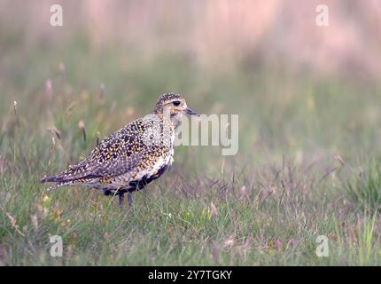 Europäischer Goldpfeifer Pluvialis apricaria Erwachsener hier auf den North Yorkshire Moors, Großbritannien Stockfoto