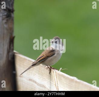 Männlicher gemeiner Whitethroat (Curruca communis) auf einem Holzzaun in Oare Marshes, Kent, Großbritannien. Stockfoto