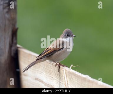 Männlicher gemeiner Whitethroat (Curruca communis) auf einem Holzzaun in Oare Marshes, Kent, Großbritannien. Stockfoto