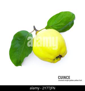 Reife Quittenfrüchte und Quitte mit grünen Blättern, isoliert auf weißem Hintergrund. Stockfoto