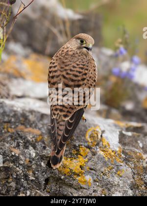 Wunderschöner Turmfalke in Clifton unten in Bristol, Großbritannien Stockfoto